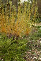 Salix stems in spring underplanted with Lonicera pileata in a gravel garden