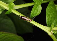 Forficula auricularia - Earwig male at rest on plant stem 