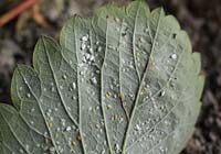 Trialeuroides vaporiorum - Whitefly on underside of strawberry leaf