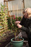 Protecting a Dipladenia Splendens vine for the winter. Restrain the foliage with string