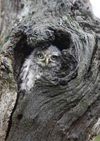 Athene noctua - owl at nesthole entrance