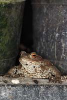 Bufo bufo - Common toad amongst plant pots