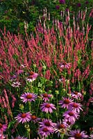 Echinacea purpurea 'Magnus', Persicaria amplexicaulis 'Taurus', Persicaria amplexicaulis 'Rosea' and Rosa rugosa 'Roseraie de l'Haie' - Brockhampton Cottage, Herefordshire