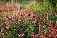 Planting includes Persicaria amplexicaulis 'Taurus' and Echinacea purpurea 'Magnus' - Brockhampton Cottage, Herefordshire