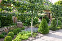 Front garden with espalier Tilia cordata and Buxus balls