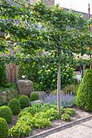 Front garden with espalier Tilia cordata and Buxus balls
