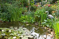 Nymphaea and mixed border around pond