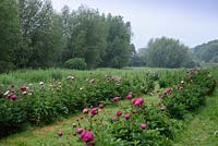 General view of the Peony Valley