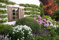 The front garden with hydrangea and espalier fruit tree