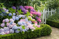 The front garden with Hydrangea and clipped box hedges