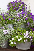 Blue and white themed container planting with petunias and Helichrysum petiolare