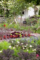 Kitchen garden with lettuce, kale, borecole,  dahlias and curly kale