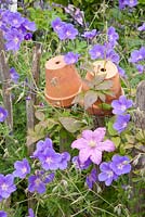 Geranium pratense 'Johnson's Blue' and Clematis climbing on fence with upturned clay pots