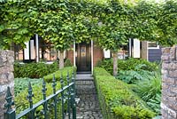 Front garden with pleached lime trees