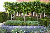 Front garden with pleached lime trees
