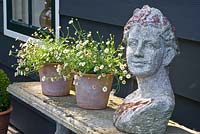 Garden ornament on bench with Erigeron karvinskianus in pots