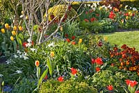 Colourful Spring border with Tulipa greigii 'Red Riding Hood', Tulipa 'Washington', Narcissus 'Ice Wings'