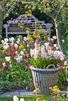 Wooden bench in Spring garden. Tulipa 'Jazz', 'Synada Amor', 'Page Polka', 'Christmas Dream' and 'Flaming Purissima'
