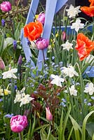 Colourful Spring border with Tulipa 'Blue Diamond, Tulipa 'Orange Monarch, Narcissus 'Hawera', Narcissus 'Dickcissel' and Narcissus 'Pueblo'
