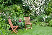 Seating area on lawn, Rosa 'Rambling Rector' behind