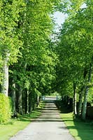 Avenue of trees at the entrance of the garden - Mapperton Garden, Beaminster, Dorset, UK. May. 