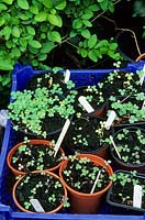 Pots of seedling Aquilegias - Touchwood Garden, Swansea, Wales, UK - NCCPG collection of Aquilegia vulgaris