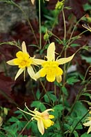 Aquilegia chysantha - Touchwood Garden, Swansea, Wales. UK. NCCPG collection of Aquilegia vulgaris. May. 