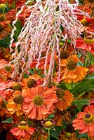 Miscanthus and Helenium 'Indianersommer'