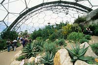 Inside the Warm Temperate Biome - The Eden Project, St Austell, Cornwall, UK