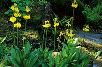 Primula florindae - Aberglasney Gardens, Wales