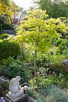 Acer shirawasanum 'Aureum' in mixed border