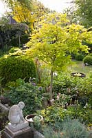 Acer shirawasanum 'Aureum' in mixed border
