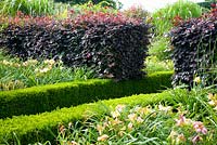 Fagus sylvatica 'Purpurea' and clipped Buxus hedges