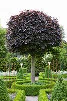 Fagus sylvatica 'Purpurea Latifolia' trained as a standard and clipped box topiary and hedges