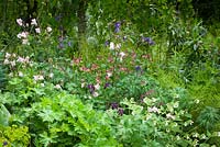 Aquilegia vulgaris in a border at Glebe Cottage in May 