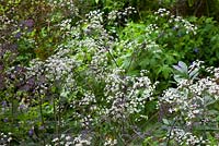 Anthriscus sylvestris 'Ravenswing' in the woodland area at Glebe Cottage - Purple Cow parsley, Queen Anne's lace