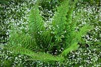 Polystichum setiferum 'Plumo-Densum' and Galium odoratum syn. Asperula odorata - Soft shield fern growing up through sweet woodruff
