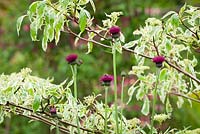 Cirsium rivulare 'Atropurpureum' growing up through the lower branches of Cornus controversa 'Variegata' - Plume thistle, Dogwood