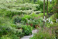 Border at Glebe Cottage with Cornus controversa 'Variegata' and pots of  Geranium clarkei 'Kashmir White'