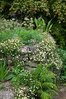 Wall at Glebe Cottage with seedheads of Pulsatilla vulgaris and Erigeron karvinskianus - Mexican daisy, Mexican fleabane