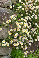 Erigeron karvinskianus - Mexican daisy, Mexican fleabane growing in a wall