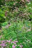 Gillenia trifoliata AGM with Astrantia and Lonicera in Annie's garden at Glebe Cottage