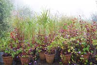 Pots of Miscanthus sinensis 'Flamingo', Geranium 'Rozanne' and Persicaria on the terrace at Glebe Cottage