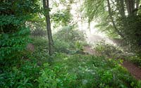 Misty early morning in the woodland garden at Glebe Cottage