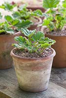 Propagating Francoa sonchifolia Rogerson's form - Repotted offsets in terracotta pot
