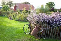 Late border of Asters, lawn area and an old bicycle leaning against fence