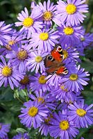 Aster amellus 'Forncett Flourish'  with a red admiral butterfly
