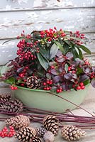 Enamel container planted for winter with Skimmia and Gaulteria