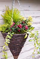Winter hanging basket with Pernettya, golden Ilex, Vinca 'Limelight' and conifer