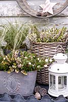 Winter containers white theme on table - Erica carnea 'Winter Snow', Carex comans 'Frosted Curls', Pernettya mucronata 'Alba'